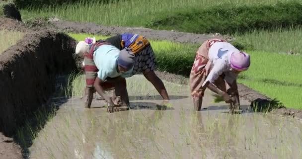 Madagascar Central Novembro 2022 Mulheres Plantam Arroz Campo Arroz Durante — Vídeo de Stock