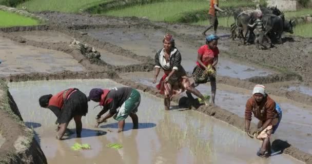 Madagascar Central Novembro 2022 Mulheres Plantam Arroz Campo Arroz Durante — Vídeo de Stock