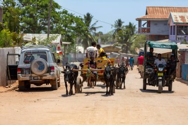 Belo Sur Tsiribihina, Madagaskar - NOVEMBER 4 2022: Sıcak bir günde tozlu bir yolda bir zebu arabası Malagasy birası taşıyor. Zebu yaygın olarak Madagaskar 'da cereyan yapan bir hayvan olarak kullanılır..