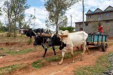 Ankazomiriotra, Madagaskar - 1 Kasım. 2022: Geleneksel zebu arabası yolda. Zebu yaygın olarak Madagaskar 'da cereyan yapan bir hayvan olarak kullanılır..