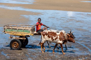 Toliara, Madagaskar - 21 Kasım. 2022: Toliara limanında gelgitte geleneksel zebu vagonu. Zebu yaygın olarak Madagaskar 'da cereyan yapan bir hayvan olarak kullanılır..