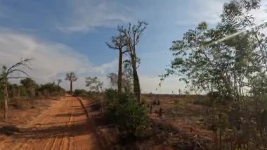 Madagaskar 'da gün batımında Kirindy' den Kivalo 'ya giden Baobab ağaçlarının yanından geçen manzaralı bir araba.