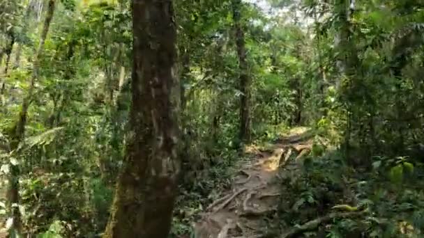 走在茂密的热带雨林里 Analamazaotra国家公园 马达加斯加荒原景观 从第一人称看 — 图库视频影像