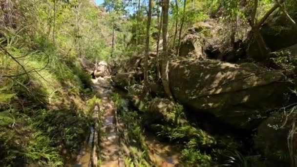 Senderismo Las Escaleras Piedra Selva Tropical Naturaleza Pura Sin Unir — Vídeos de Stock
