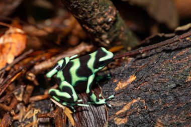 Yeşil ve siyah zehirli ok kurbağası (Dendrobates auratus), La Fortuna Alajuela - Arenal, Kosta Rika Vahşi Hayatı .
