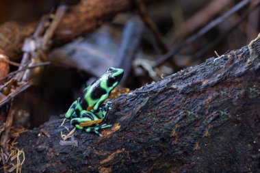 Yeşil ve siyah zehirli ok kurbağası (Dendrobates auratus), La Fortuna Alajuela - Arenal, Kosta Rika Vahşi Hayatı .