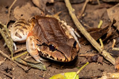 Savages thin-toed frog (Leptodactylus savagei) thin-toed frog species of leptodactylid frog, Carara National Park, Tarcoles, Costa Rica wildlife.