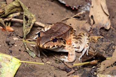 Savages thin-toed frog (Leptodactylus savagei) thin-toed frog species of leptodactylid frog, Carara National Park, Tarcoles, Costa Rica wildlife.