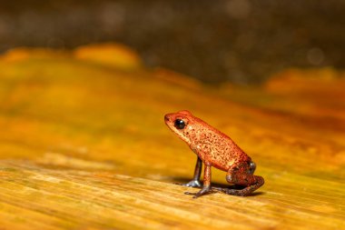 Strawberry poison-dart frog (Oophaga pumilio, formerly Dendrobates pumilio), species of small poison dart frog found in Central America. Tortuguero, Costa Rica wildlife