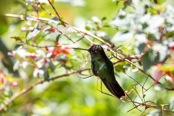 Fialový Kolibřík Klais Guimeti Krásný Pták San Gerardo Dota Volně — Stock fotografie