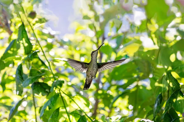 Fialový Kolibřík Klais Guimeti Krásný Pták San Gerardo Dota Volně — Stock fotografie