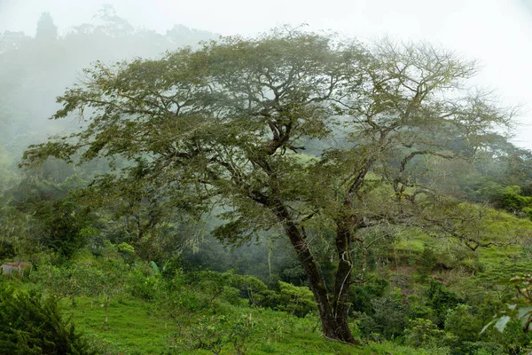 Dense Tropical Rain Forest with low clouds and mist, Sabanas, Traditional Costa Rica green landscape