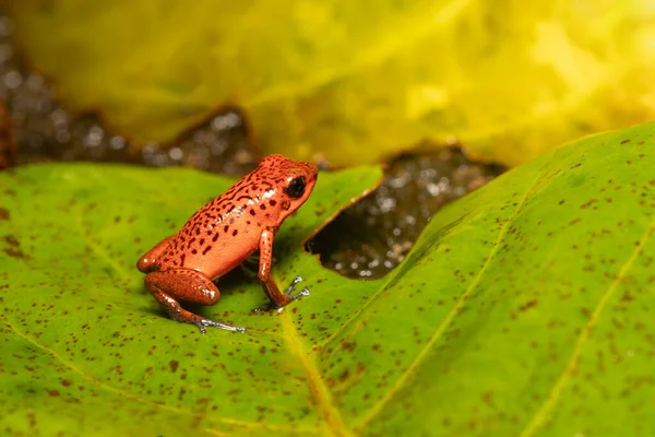 Strawberry Poison Dart Frog Oophaga Pumilio Formerly Dendrobates Pumilio Species — стоковое фото