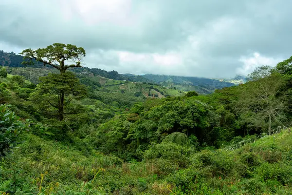 Krajobraz Dżungli Las Deszczowy Parku Narodowym Tapanti Tradycyjna Mgła Zachmurzona — Zdjęcie stockowe