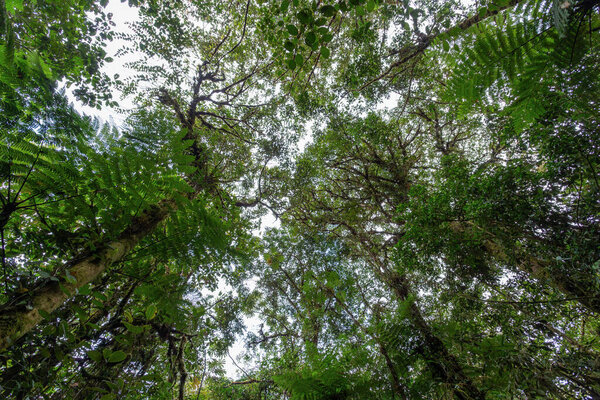 Плотный тропический дождевой лес, национальный парк Тапанти, лесной зеленый ландшафт, ландшафт дикой природы Коста-Рики