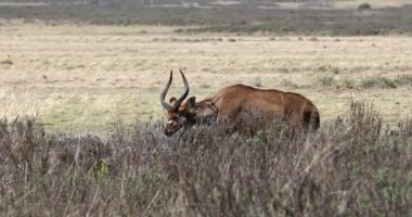 Çok nadir görülen dağ nyalasının görkemli erkeği, Tragelaphus buxtoni, Bale Dağı Ulusal Parkı 'nda büyük antilop, Etiyopya, Afrika geniş yaşamı
