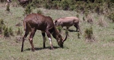 Çok nadir görülen dağ nyalasının görkemli erkeği, Tragelaphus buxtoni, Bale Dağı Ulusal Parkı 'nda büyük antilop, Etiyopya, Afrika geniş yaşamı