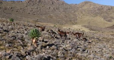 Nesli tükenmekte olan nadir bulunan Walia dağ keçisi sürüsü, Capra Walie, dünyanın en nadir dağ keçisi. Kuzey Etiyopya, Afrika 'daki Simien Dağları Ulusal Parkı' nda sadece 500 kişi hayatta kaldı.