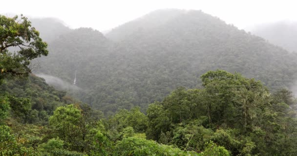 Jungle Landscape Rainy Day Rain Forest Waterfall Tapanti National Park — 비디오