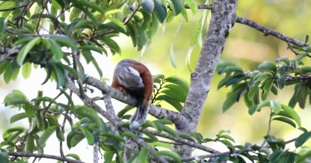 Esquilo Variegado Sciurus Variegatoides Alimentando Árvores Perto Playa Del Coco — Vídeo de Stock