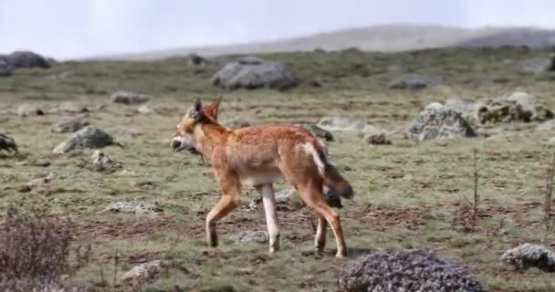 Редкий Эндемичный Эфиопский Волк Canis Simensis Плато Санетти Горах Бейл — стоковое видео