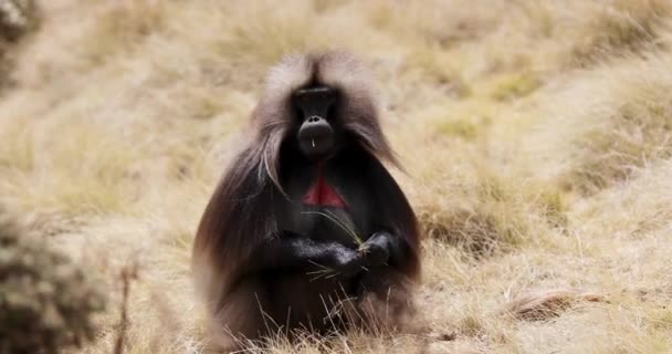 固有種のゲラダ猿のアルファオスです テロピテクス ゲラーダ シミエン山脈 アフリカエチオピア野生動物 — ストック動画