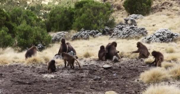 固有種の動物ゲラダ猿のグループです テロピテクス ゲラーダ シミエン山脈 アフリカエチオピア野生動物 — ストック動画