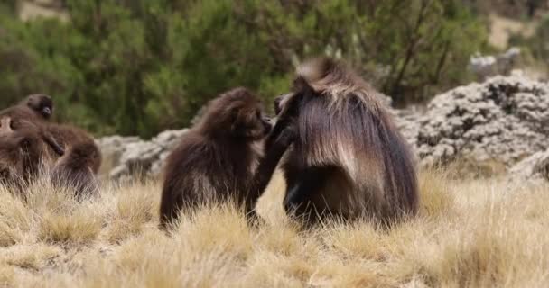 Grupo Familiar Animales Endémicos Gelada Mono Sobre Roca Con Vista — Vídeo de stock