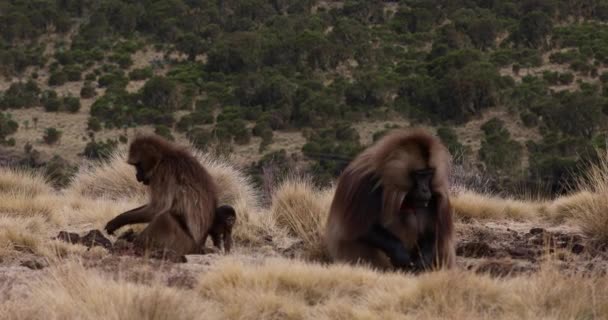 ロック上の固有の動物ゲラダ猿の家族グループ 山の景色と エチオピアの自然生息地セロピテクス ゲラーダ Simien Mountains Africaエチオピアの野生動物 — ストック動画