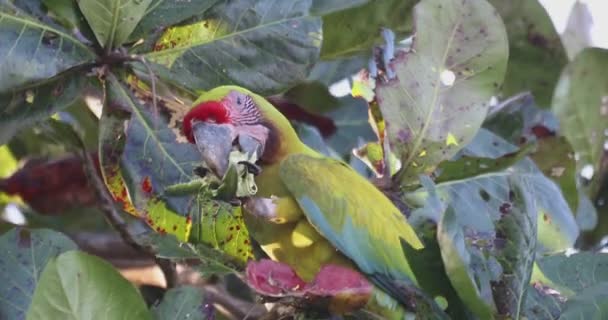 Great Green Macaw Ara Absolus Επίσης Γνωστό Buffon Macaw Μεγάλο — Αρχείο Βίντεο
