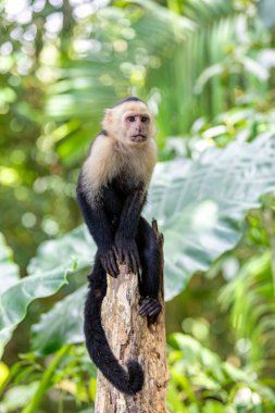 Colombian white-faced capuchin (Cebus capucinus) on tree, Manuel Antonio National Park, Costa Rica wildlife