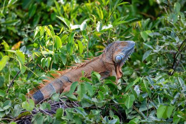 Green iguana (Iguana iguana) on tree in tropical rainforest, Rio Tempisque Guanacaste, Costa Rica wildlife