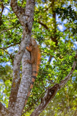 Green iguana (Iguana iguana) on tree in tropical rainforest, Rio Tempisque Guanacaste, Costa Rica wildlife