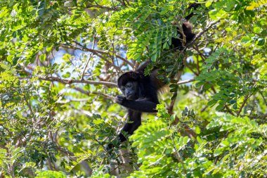 Mantled howler (Alouatta palliata) or golden-mantled howling monkey, feeding on tree, river Rio Bebedero Guanacaste, Costa Rica