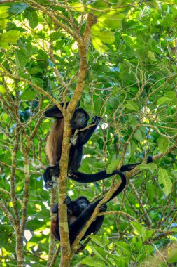 Mantled howler (Alouatta palliata) or golden-mantled howling monkey roars hanged on tree, Curu Wildlife Reserve, Costa Rica wildlife