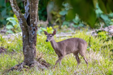 Beyaz kuyruklu geyik (Odocoileus virginianus), genellikle beyaz kuyruklu geyik ve Virginia geyiği olarak da bilinir. Curu Vahşi Yaşam Koruma Alanı, Kosta Rika Vahşi Hayatı