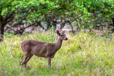 Beyaz kuyruklu geyik (Odocoileus virginianus), genellikle beyaz kuyruklu geyik ve Virginia geyiği olarak da bilinir. Curu Vahşi Yaşam Koruma Alanı, Kosta Rika Vahşi Hayatı