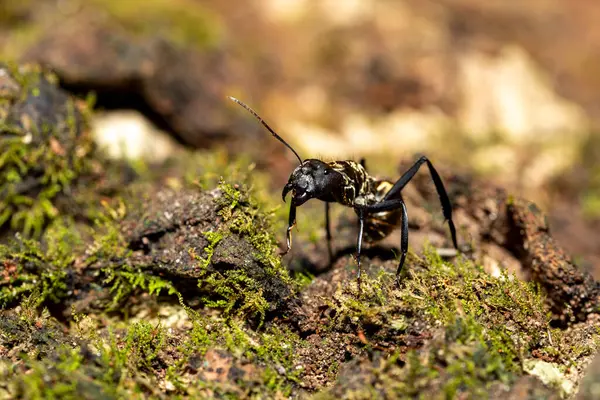 Velký Naštvaný Nebezpečný Mravenec Deštném Pralese Camponotus Sericeiventris Curu Wildlife — Stock fotografie
