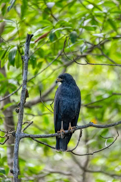 Kara Şahin (Buteogallus anthracinus), atmacagiller (Accipitridae) familyasından yırtıcı bir kuş türü. Curu Vahşi Yaşam Koruma Alanı, Kosta Rika Vahşi Hayatı