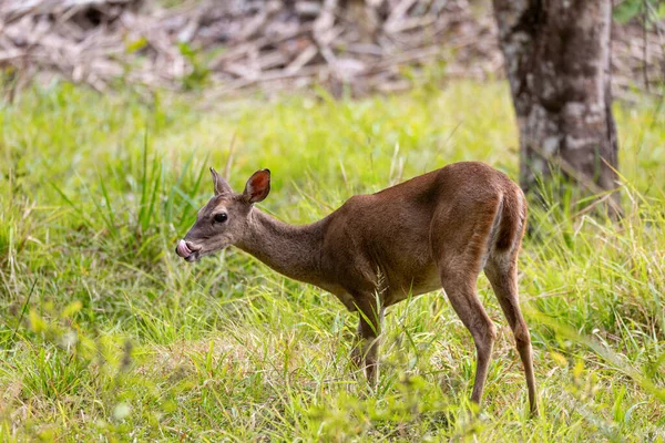 Beyaz kuyruklu geyik (Odocoileus virginianus), genellikle beyaz kuyruklu geyik ve Virginia geyiği olarak da bilinir. Curu Vahşi Yaşam Koruma Alanı, Kosta Rika Vahşi Hayatı