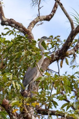 Ağaçta oturan büyük mavi balıkçıl (Ardea herodias). Refugio de Vida Silvestre Cano Negro, Vahşi Yaşam ve Kosta Rika 'da kuş izleme.