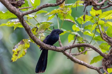 Black bird, groove-billed ani (Crotophaga sulcirostris), tropical bird in the cuckoo family, Guanacaste Costa Rica