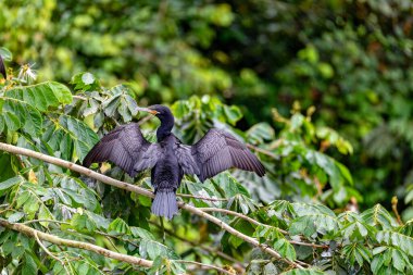 Neotropik karabatak veya olivaceous karabatak (Phalacrocorax brasilianus), orta büyüklükte karabatak. Refugio de Vida Silvestre Cano Zenci, Vahşi Yaşam ve Kosta Rika 'da kuş gözlemi.