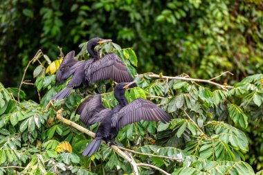 Neotropik karabatak veya olivaceous karabatak (Phalacrocorax brasilianus), orta büyüklükte karabatak. Refugio de Vida Silvestre Cano Zenci, Vahşi Yaşam ve Kosta Rika 'da kuş gözlemi.