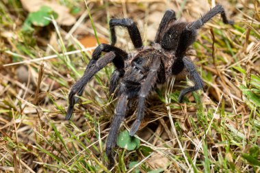 Büyük, korkunç tarantula örümceği geceleri yerde yürüyor ve avlanıyor. Tarantula (Sericopelma melanotarsum). Curubande de Liberia, Kosta Rika Vahşi Hayatı