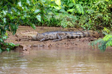 Benekli kayman (Caiman timsahı) ya da sıradan Caiman, timsah sürüngeni, Refugio de Vida Silvestre Cano Negro 'daki yırtıcı hayvan, Kosta Rika vahşi yaşamı