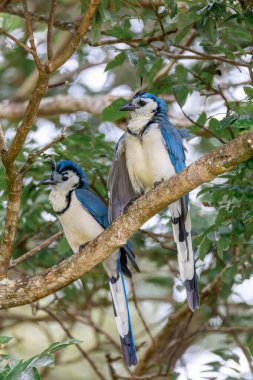 Ağaçta oturan beyaz boğazlı saksağan kuşu (Calocitta formosa), Rincon de la Vieja Ulusal Parkı, Parque Nacional Rincon de la Vieja, Guanacaste Eyaleti, Kosta Rika