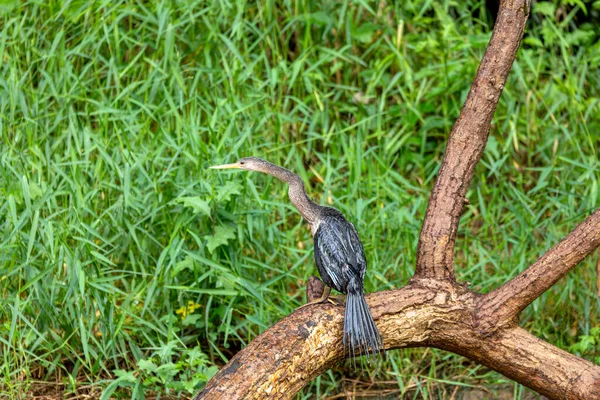 Aves Tropicais Snakebird Darter Darter Americano Peru Aquático Anhinga Anhinga — Fotografia de Stock