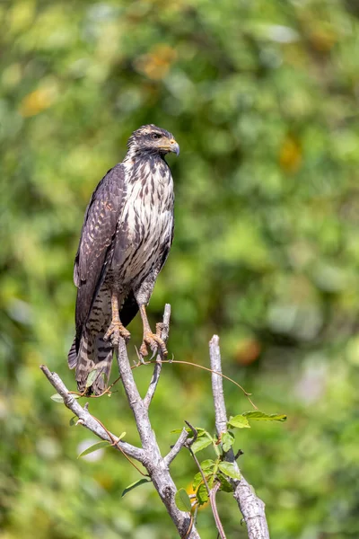 Common black hawk juvenile (Buteogallus anthracinus) is a bird of prey in the family Accipitridae. river Rio Bebedero, Palo Verde National park Wildlife Reserve, Costa Rica wildlife