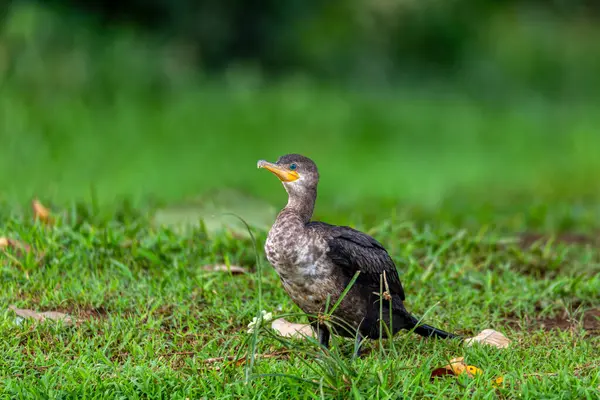 stock image Neotropic cormorant or olivaceous cormorant (Phalacrocorax brasilianus), medium-sized cormorant. Refugio de Vida Silvestre Cano Negro, Wildlife and bird watching in Costa Rica.